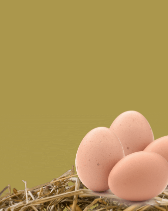 bannière oeufs frais